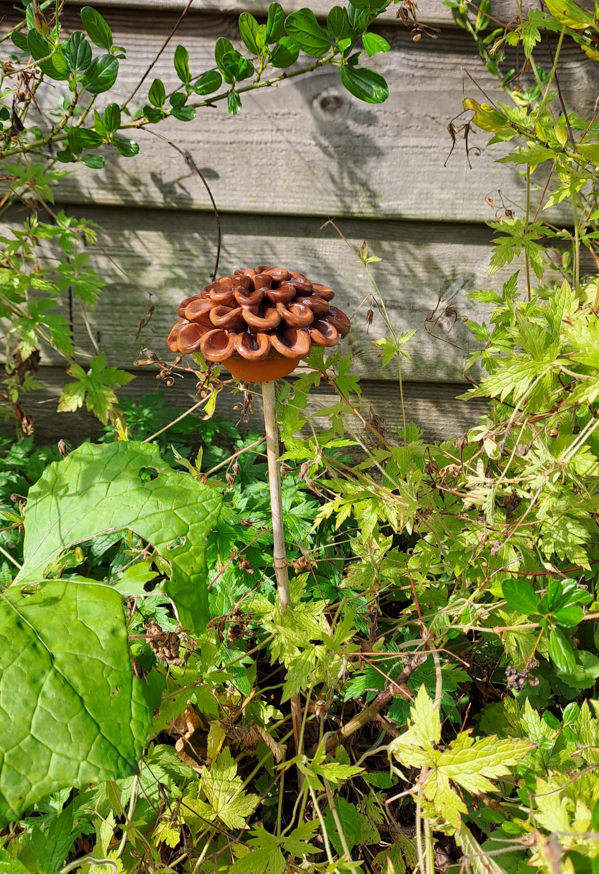 Donkerbruine bloem thumbnail 2